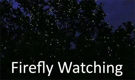 Firefly Watching